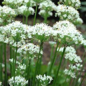 Ciboulette (Allium tuberosum)