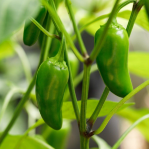 Piment Jalapeño Chile