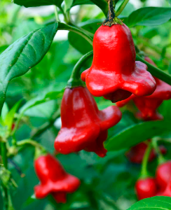 Piment Bishop's Crown