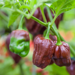 Piment Habanero Chocolat