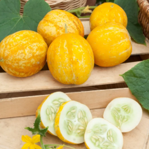 Concombre Lemon