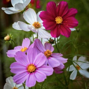 Cosmos Sensation
