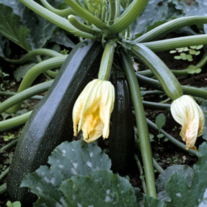 Courgette 'Black Beauty'