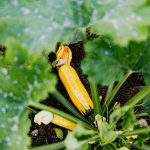 Courgette Jaune