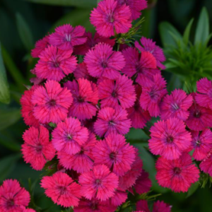 Œillet 'Jolt Cherry'