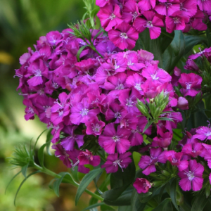 Œillet 'Jolt Purple'