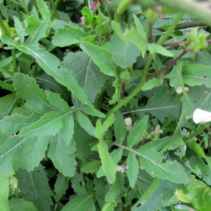 Roquette Wasabi