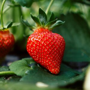 Fraise Appleblossom