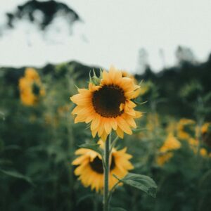 Tournesol