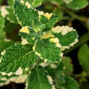 Menthe Ananas