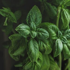 Basilic Genovese Géniale