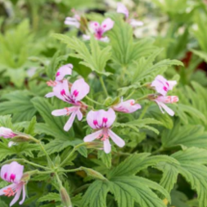Géranium odorant 'Mabel Grey'