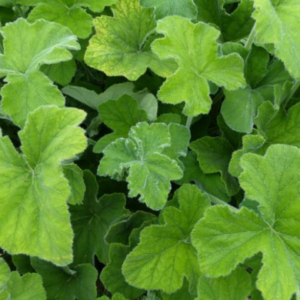 Géranium odorant (menthe)