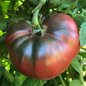 Tomate Cherokee violet