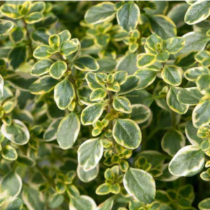 Thym citron