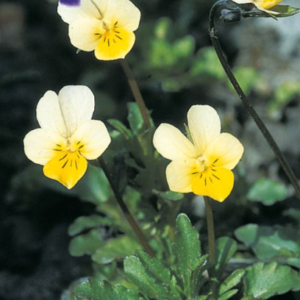 Pensée sauvage (Viola arvensis)