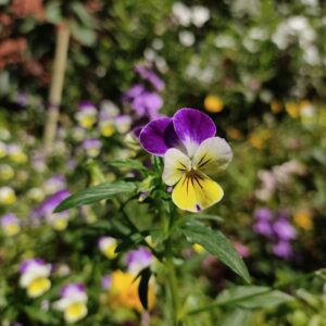 Pensée sauvage (Viola tricolor)