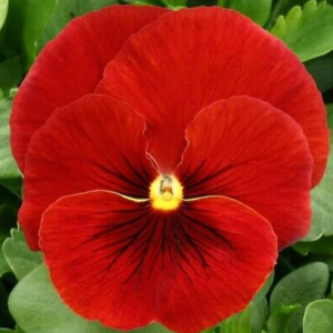 Pensée rouge