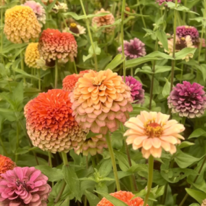 Zinnia 'Queeny Limes Party Mix'